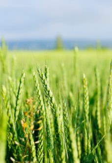 green-wheat-field-wheat-field-in-spring-2023-11-27-05-30-23-utc(2)