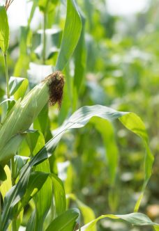 Close up of green corn ear on plant in farm