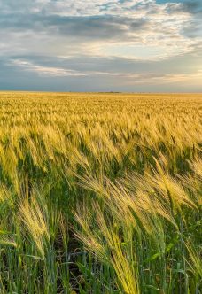 wheat-field-2023-11-27-05-29-25-utc
